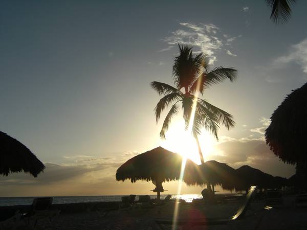Palm tree and thatched umbrellas against low sun over the sea