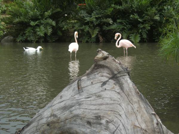 Two pink flamingos and a white duck swim beside a weathered log