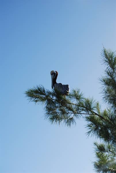 A pelican perched on a pine branch against the blue sky