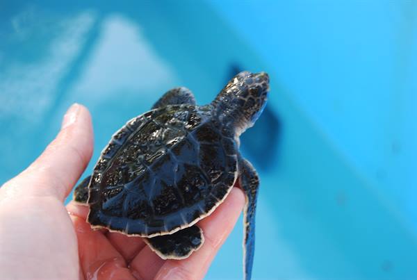 Hand holding a baby sea turtle above blue tank water