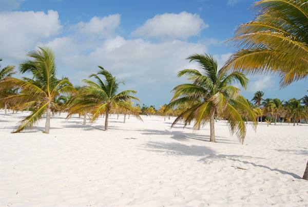 Palm trees on white sand beneath a blue sky with clouds