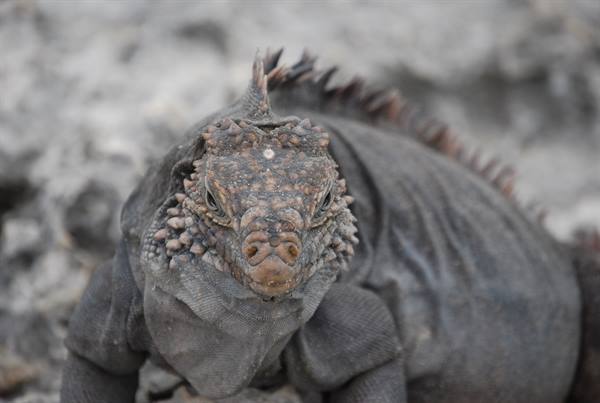 Gray spiny-crested iguana staring at camera on pale rock