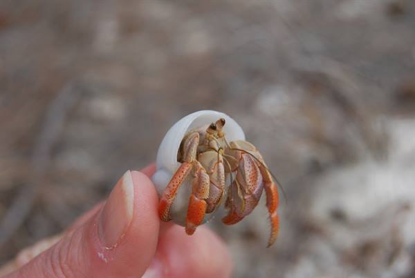 A hermit crab with orange claws emerges from the shell held between fingers