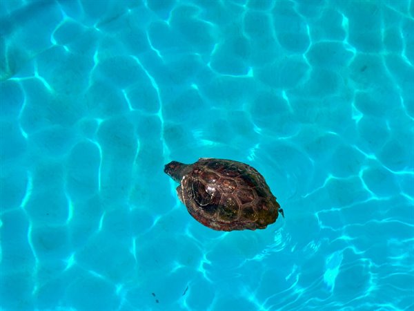 A turtle swims placidly in the turquoise water, what a wonder!
