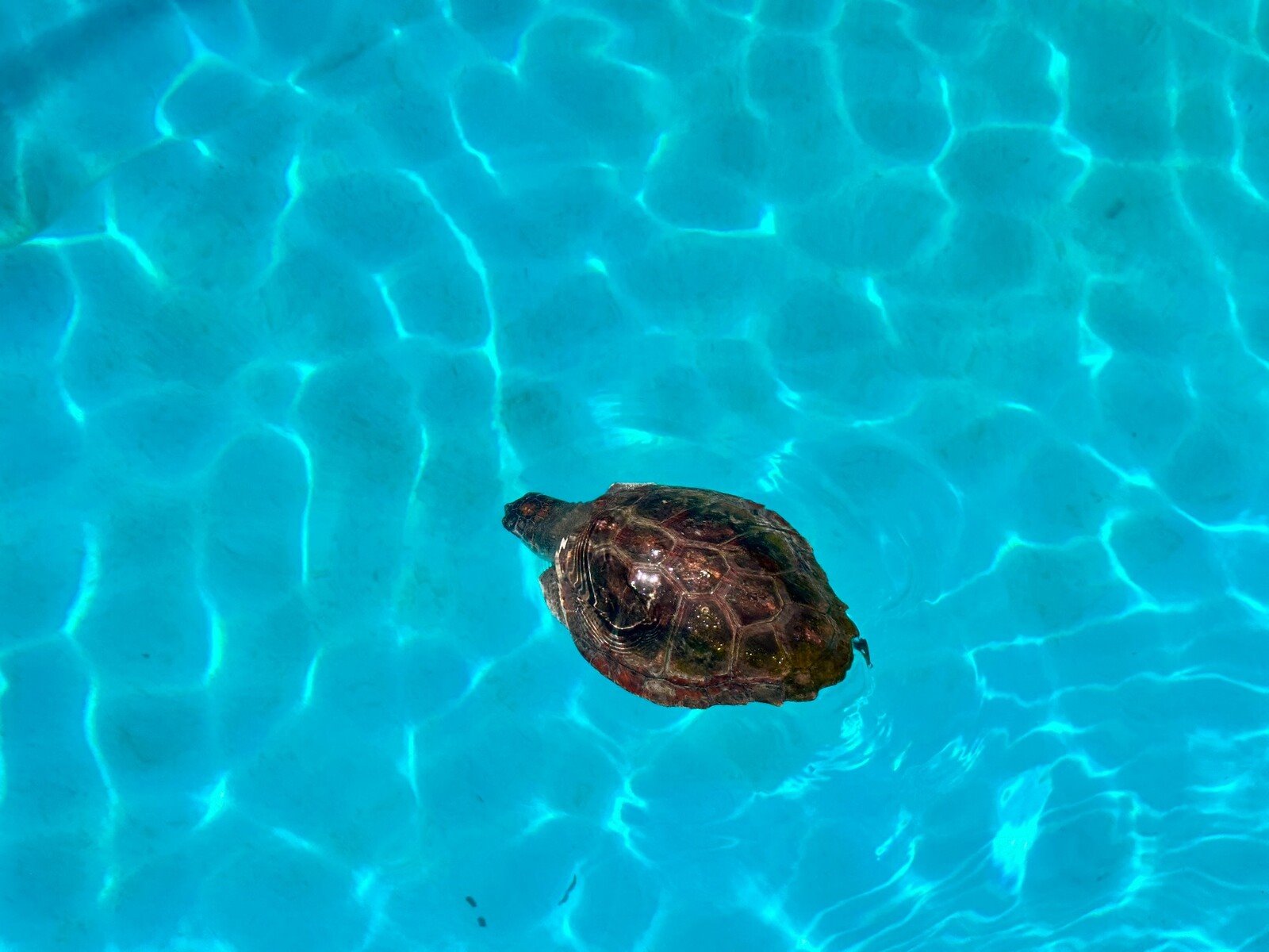 Una tartaruga nuota placida nell'acqua turchese, che meraviglia!