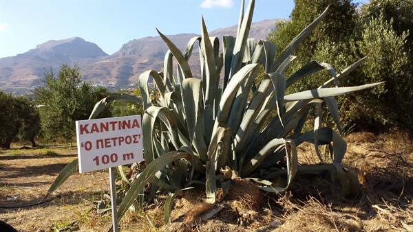 A hundred metres from the O Petros winery, among agaves and Cretan mountains.