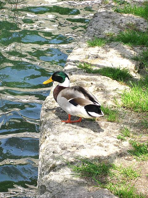 Mallard duck standing on a stone bank beside green water