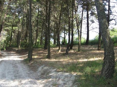 Dirt road among pine trees in a sunny pinewood