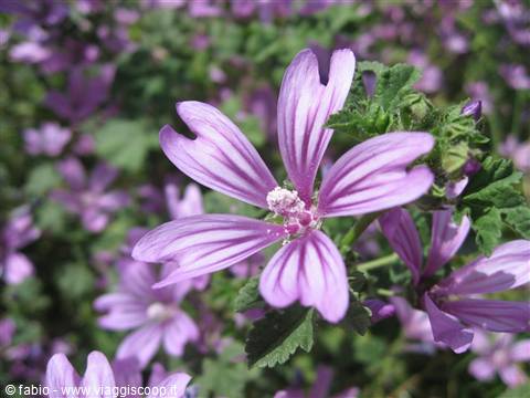 Purple mallow flower with five striped petals among green leaves