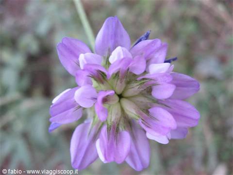 Purple goatsfoot flower in bloom, pale inner petals, natural daylight