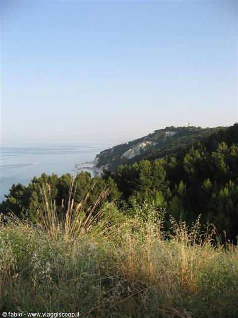 Pines and dry grasses above the rocky Monte Conero coastline on the Adriatic