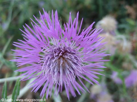 Purple wild thistle flower in full bloom among green grass