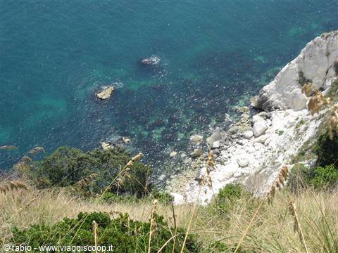 Turquoise sea and white cliffs framed by dry grasses