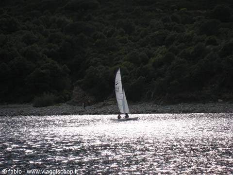 White sailboat glides on sparkling water in front of dark wooded coast
