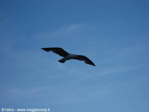 seagull in flight
