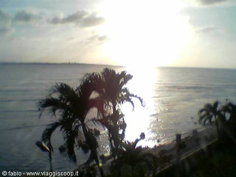 Palm trees by the sea at sunrise, light reflecting on the water