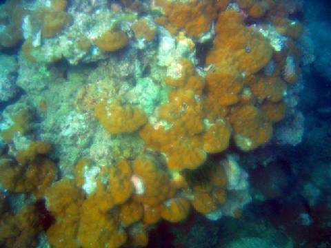 seabed
