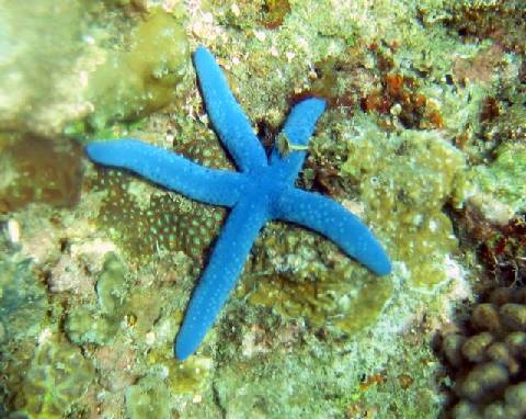 a blue star ta ra ra ra