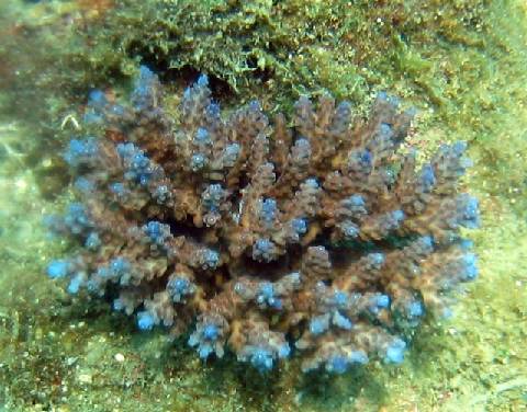 coral