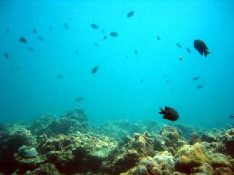 little fish