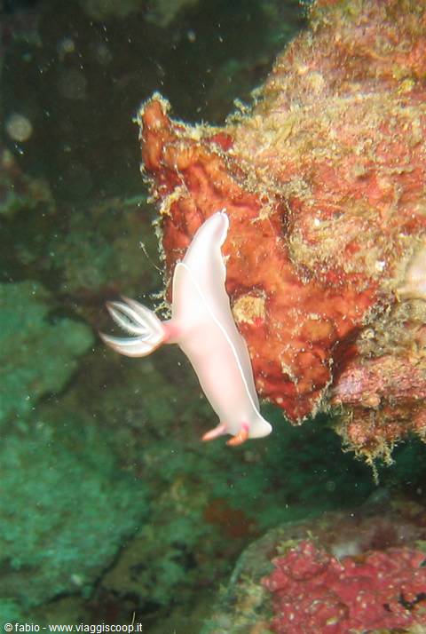 White nudibranch on red coral, natural underwater light