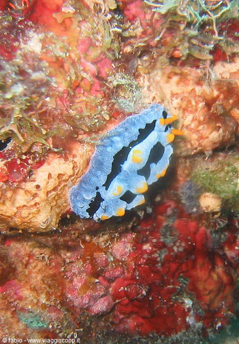 Blue and black nudibranch with orange spots on red underwater coral
