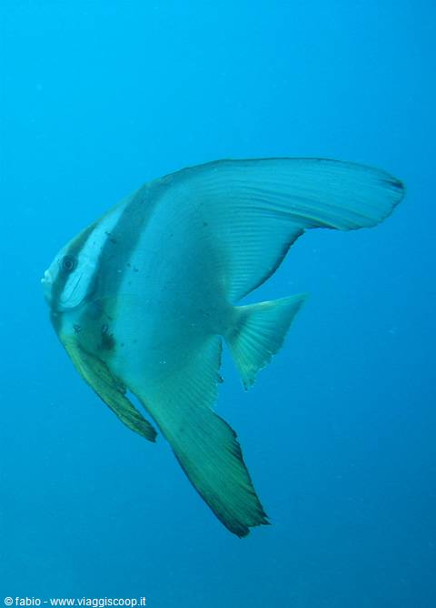 Batfish swimming in the blue waters of the Indian Ocean