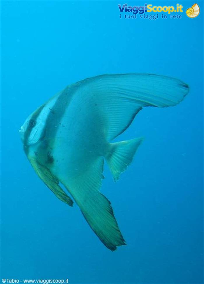 Batfish swimming in the blue waters of the Indian Ocean