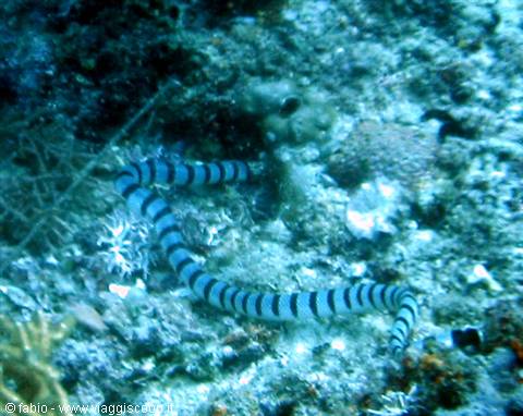 sea snake !!