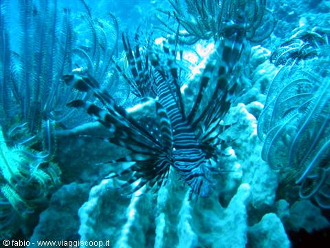lion fish