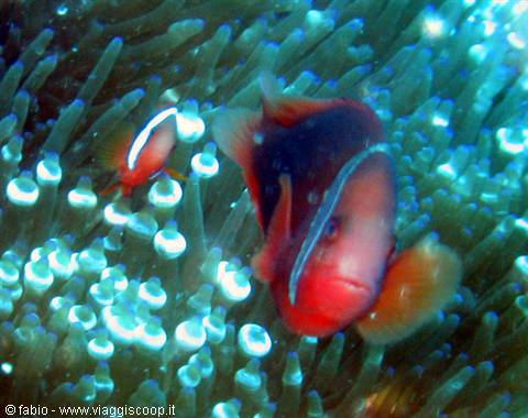nemo
