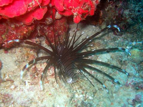 lion fish