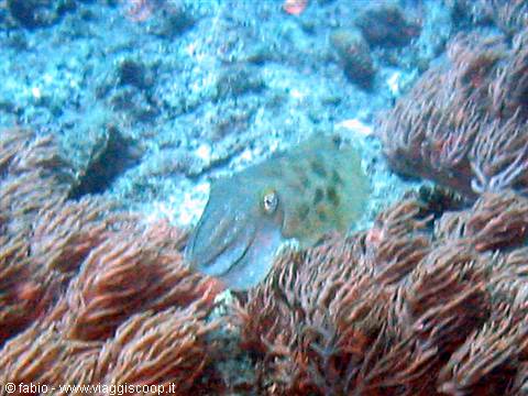 big cuttlefish