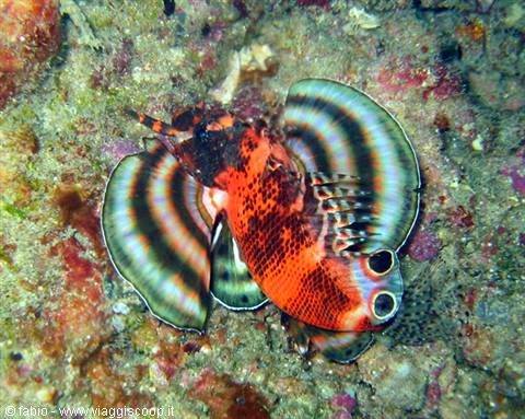and this ? lion fish or scorpion fish ?