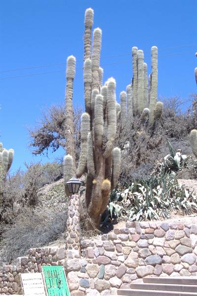 Cardones