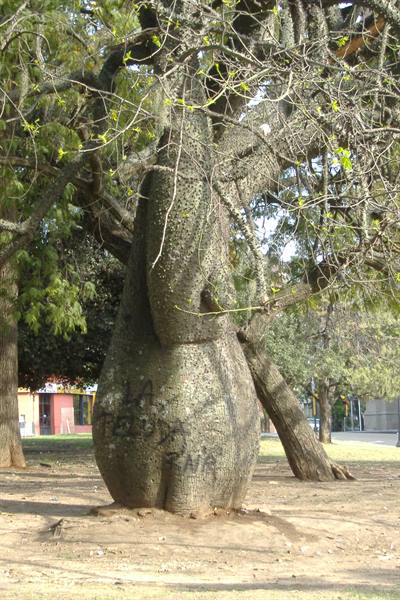 Palo borracho in Paraná
