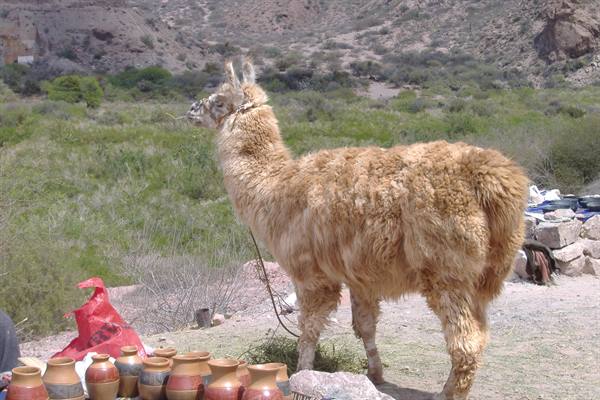 Llama in the quebrada