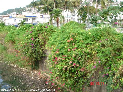 Wall covered with flowering bougainvillea beside a canal, palms and houses