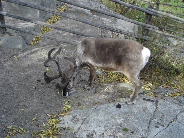 the reindeer at Skansen