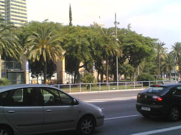 Cars on lane beside palm trees and skyscraper, Barcelona city street