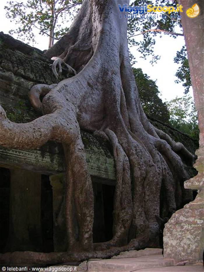 Ta Prohm - Plant