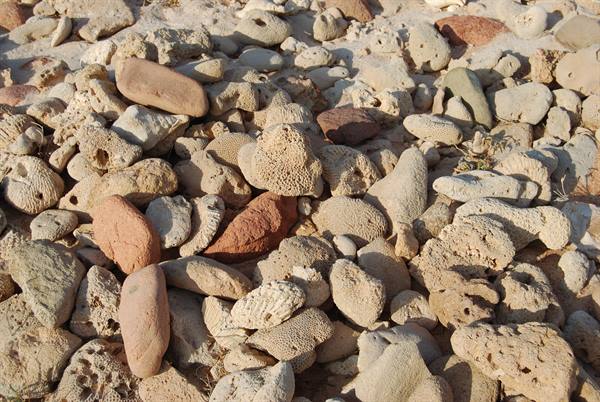 Socotra - Delisha Beach - Coral and stones