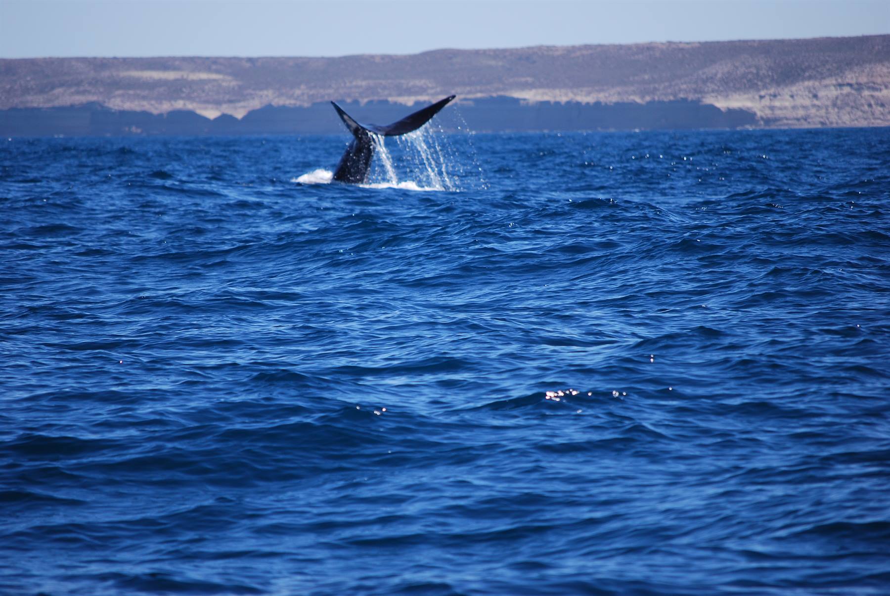 Valdés Peninsula - Golfo Nuevo - Whales