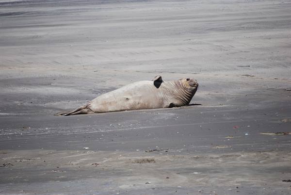Valdés Peninsula - Punta Faro - Elephant seals