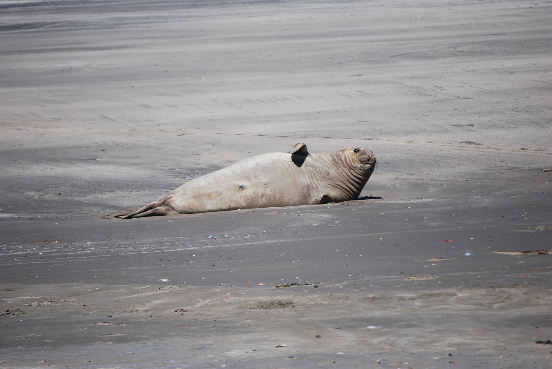 Valdés Peninsula - Punta Faro - Elephant seals