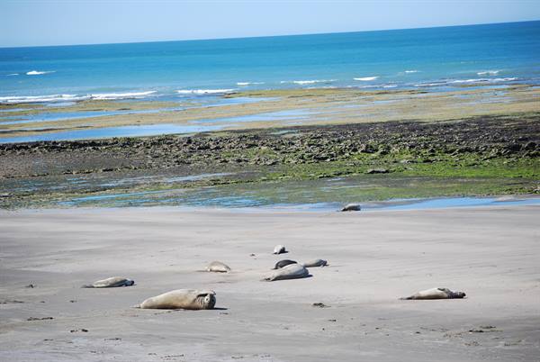 Valdés Peninsula - Punta Faro - Elephant seals