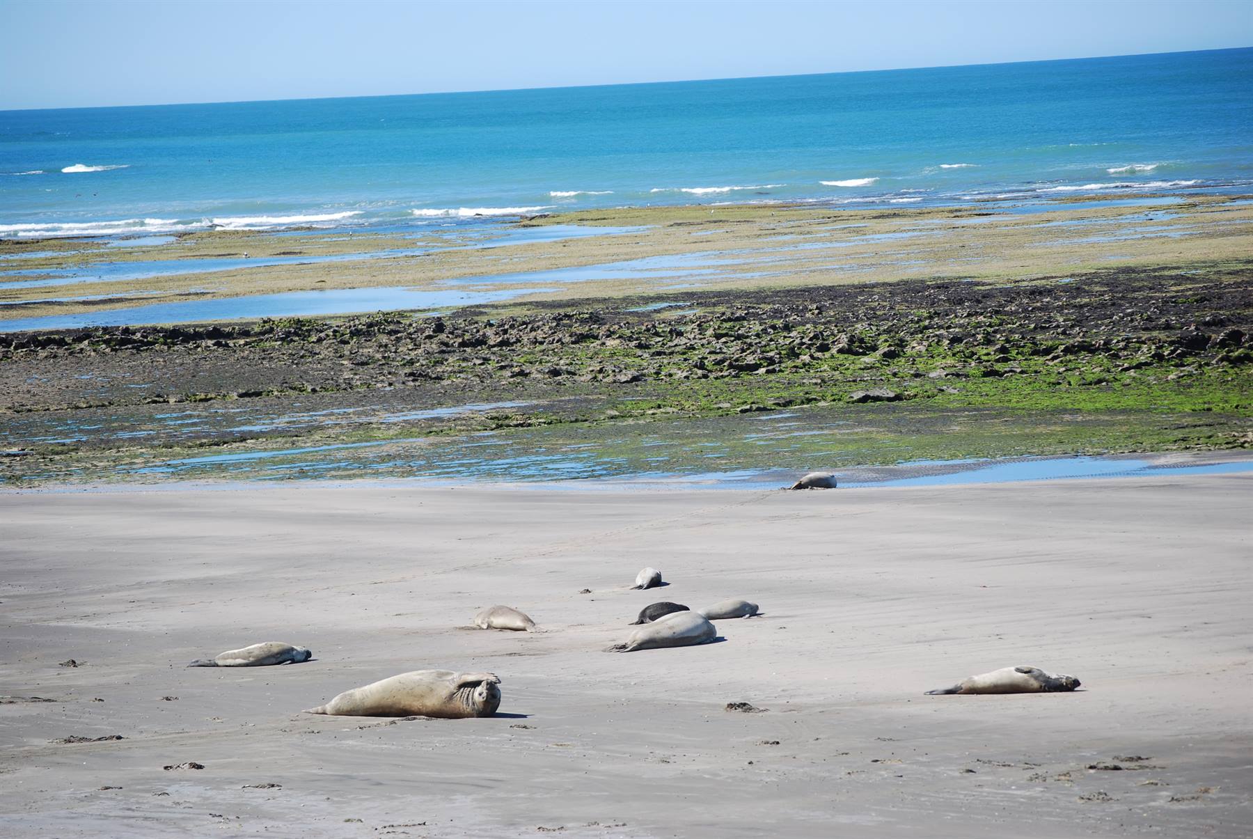 Valdés Peninsula - Punta Faro - Elephant seals