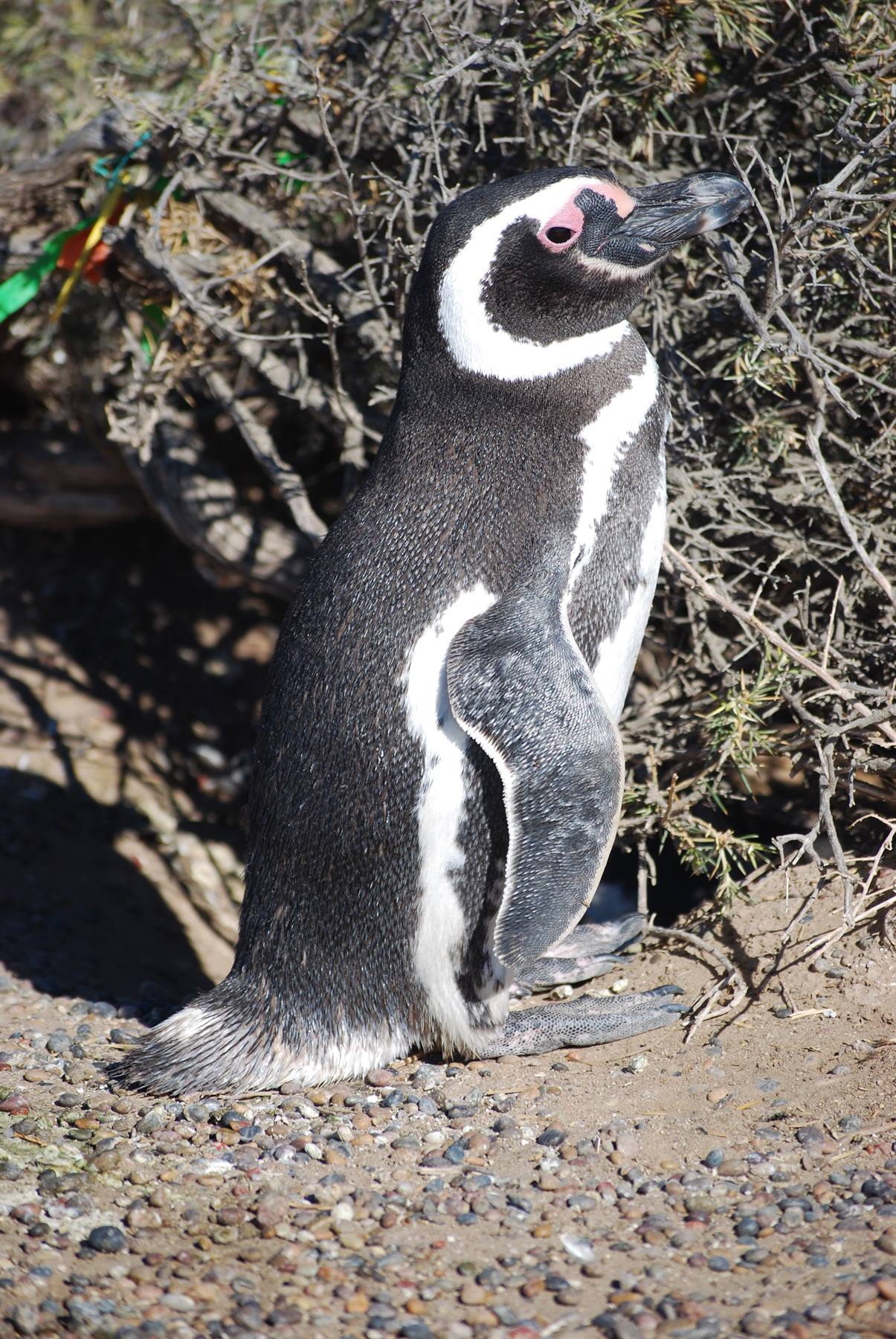 Punta Tombo - Penguins