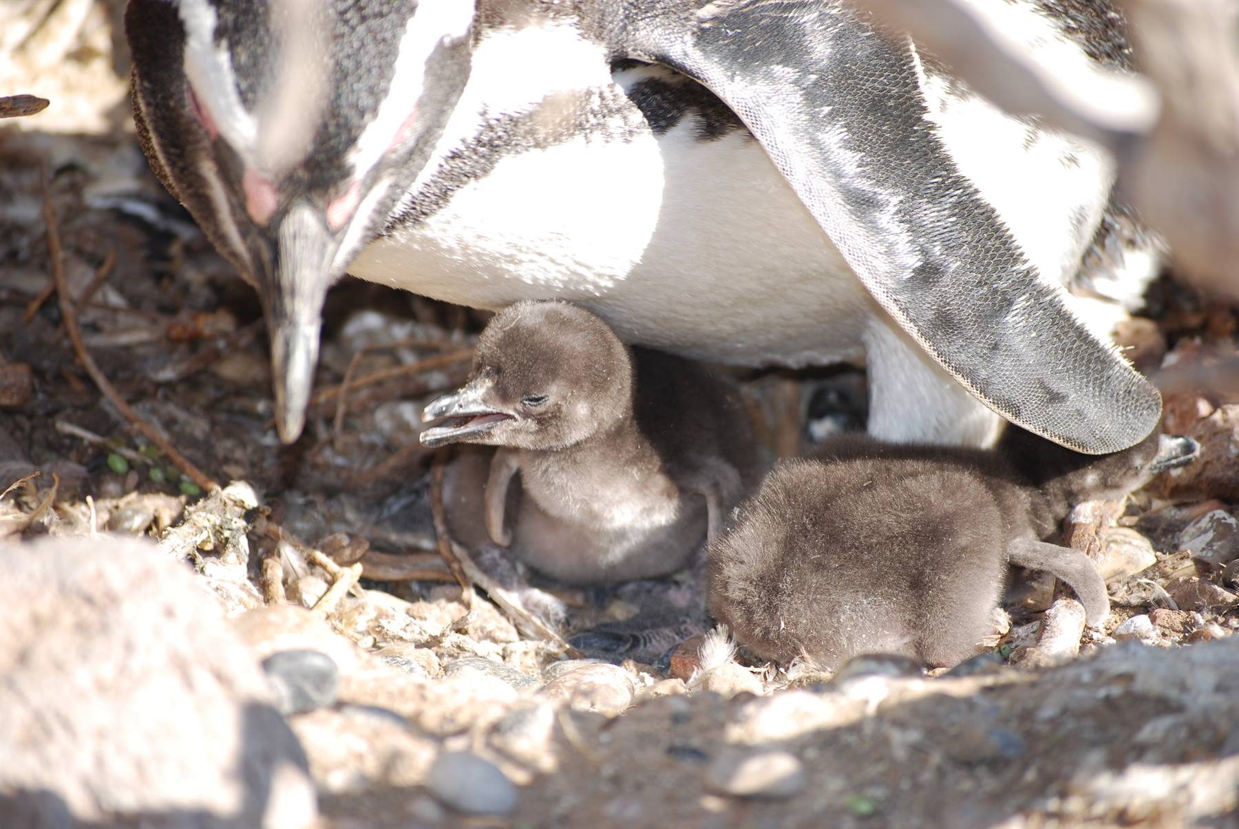 Punta Tombo - Penguins