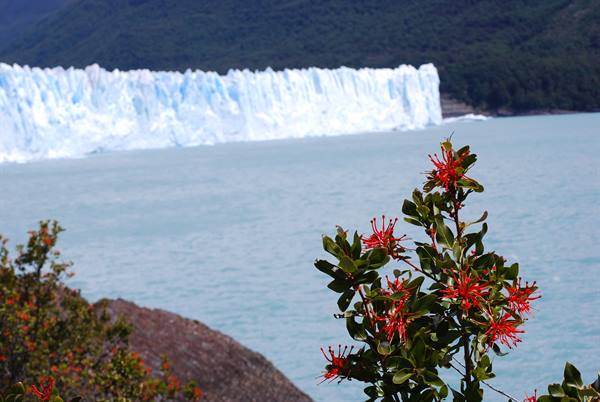 El Calafante - Perito Moreno - Central part - Detail